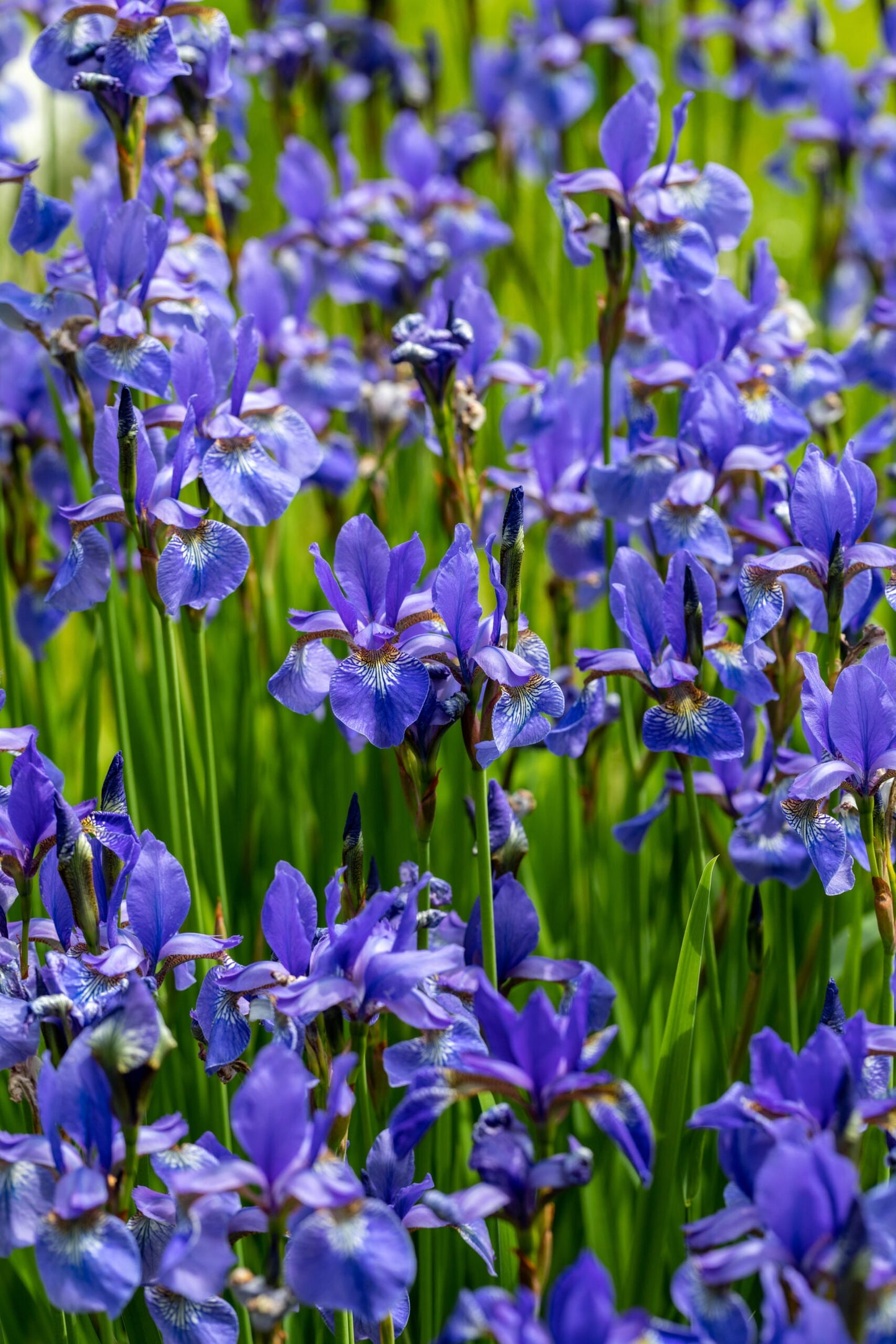 Wild Blue - Iris Seed Packet
