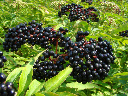Black Elderberry - Sambucus Nigra