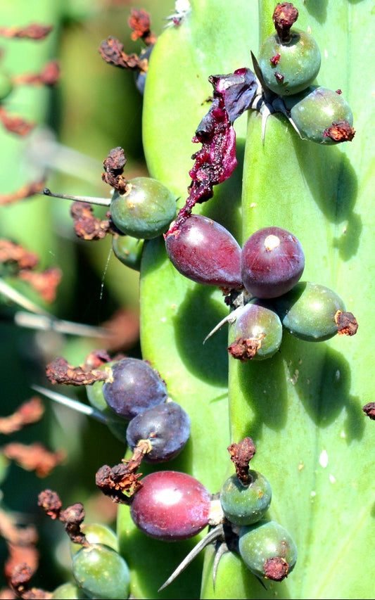 Bilberry Cactus (Blueberry Edible Fruit)