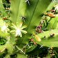 Bilberry Cactus (Blueberry Edible Fruit)
