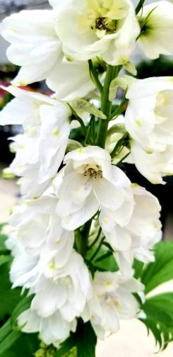 Delphinium (White) Seed Packet