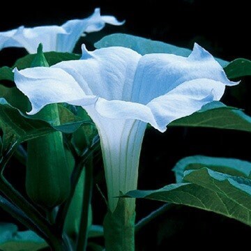 Datura Inoxia - Moon Flower (white)
