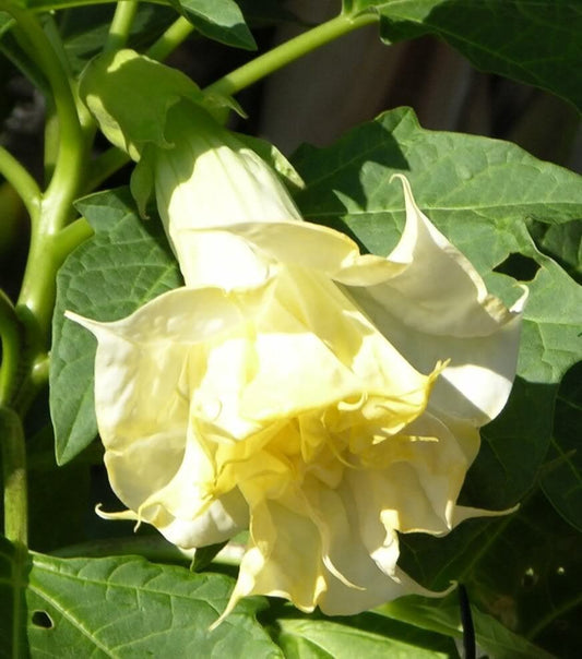 Double Yellow Datura - Moon Flower