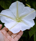 Tropical White Morning Glory