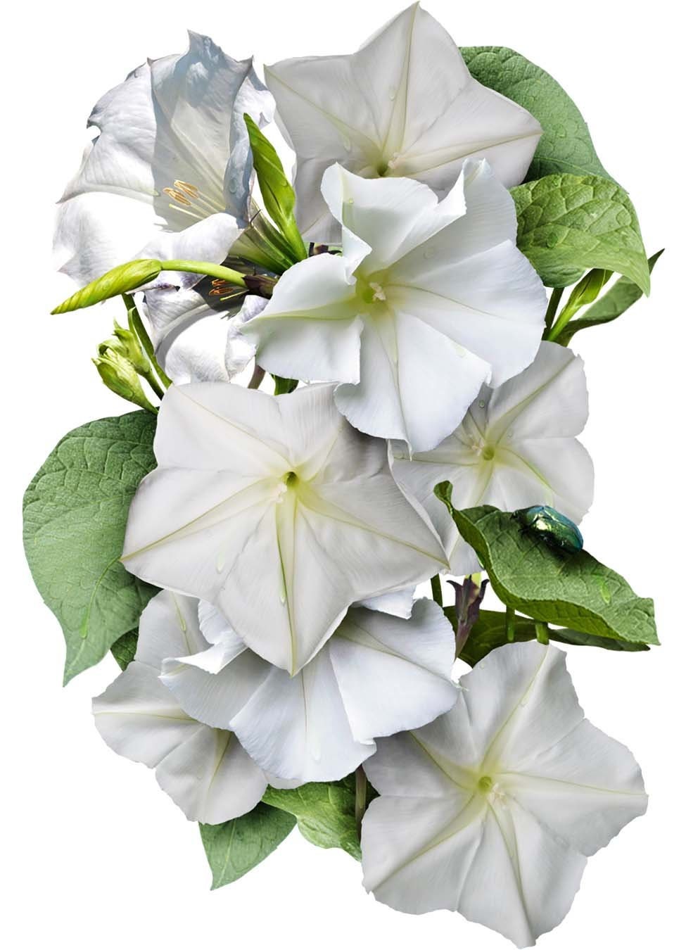 Tropical White Morning Glory