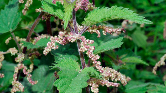 Stinging Nettle Seed Packet
