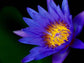 Egyptian Blue Water Lily